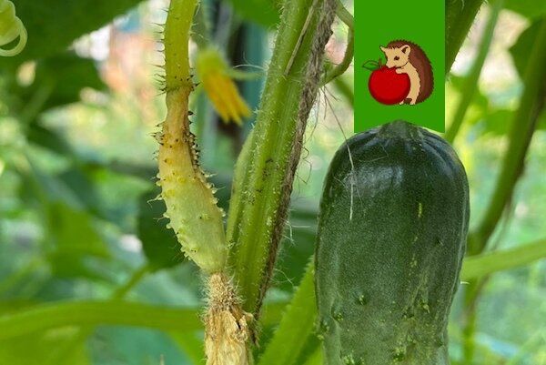 ������ ������� � ������� ������ �������: �������� ������ � �����