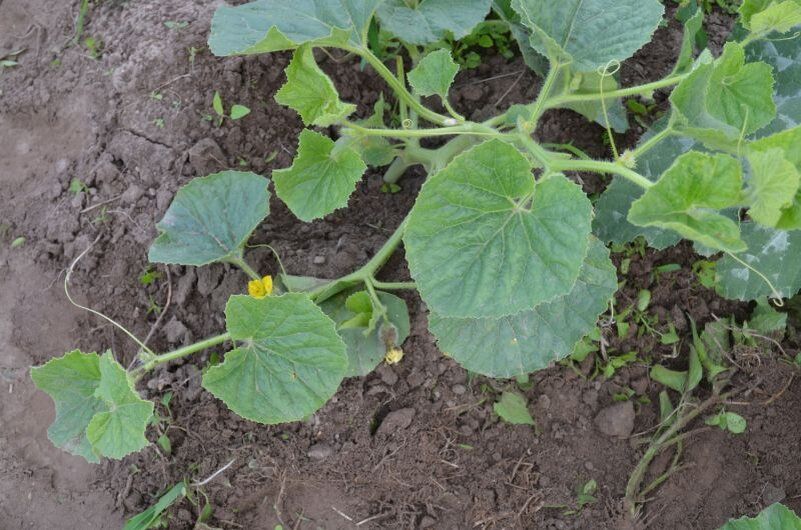 ������� ��������� ������������ ���� ��� �������� ������