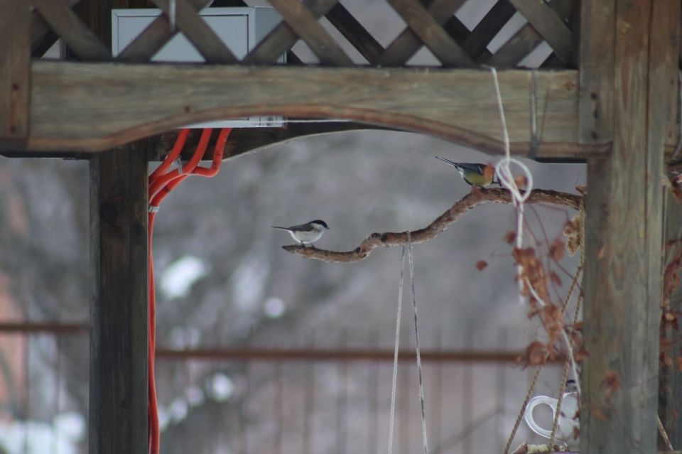 ���������� ����, �������� ������