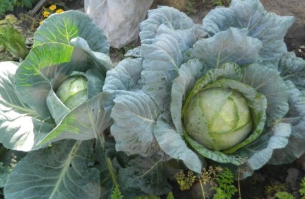 ��� �������� ������� �� ����������: ������ ��� ��������