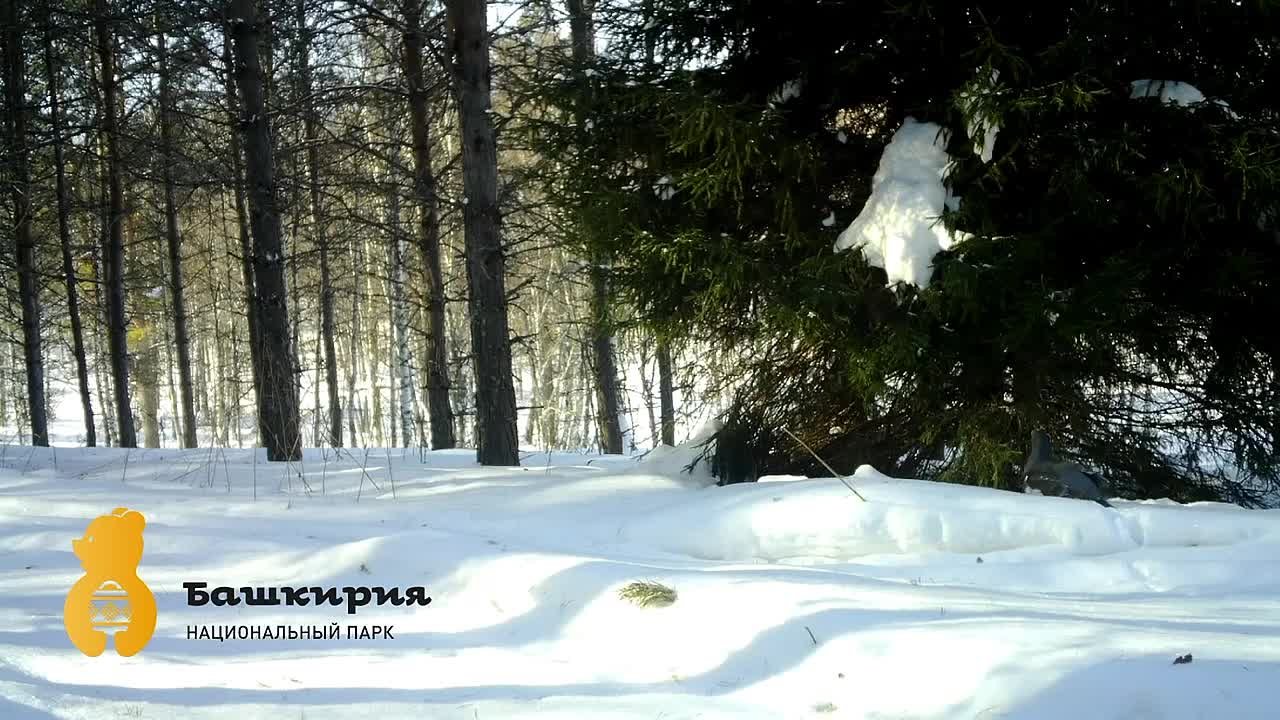 Глухарь впервые попался в фотоловушку нацпарка «Башкирия»