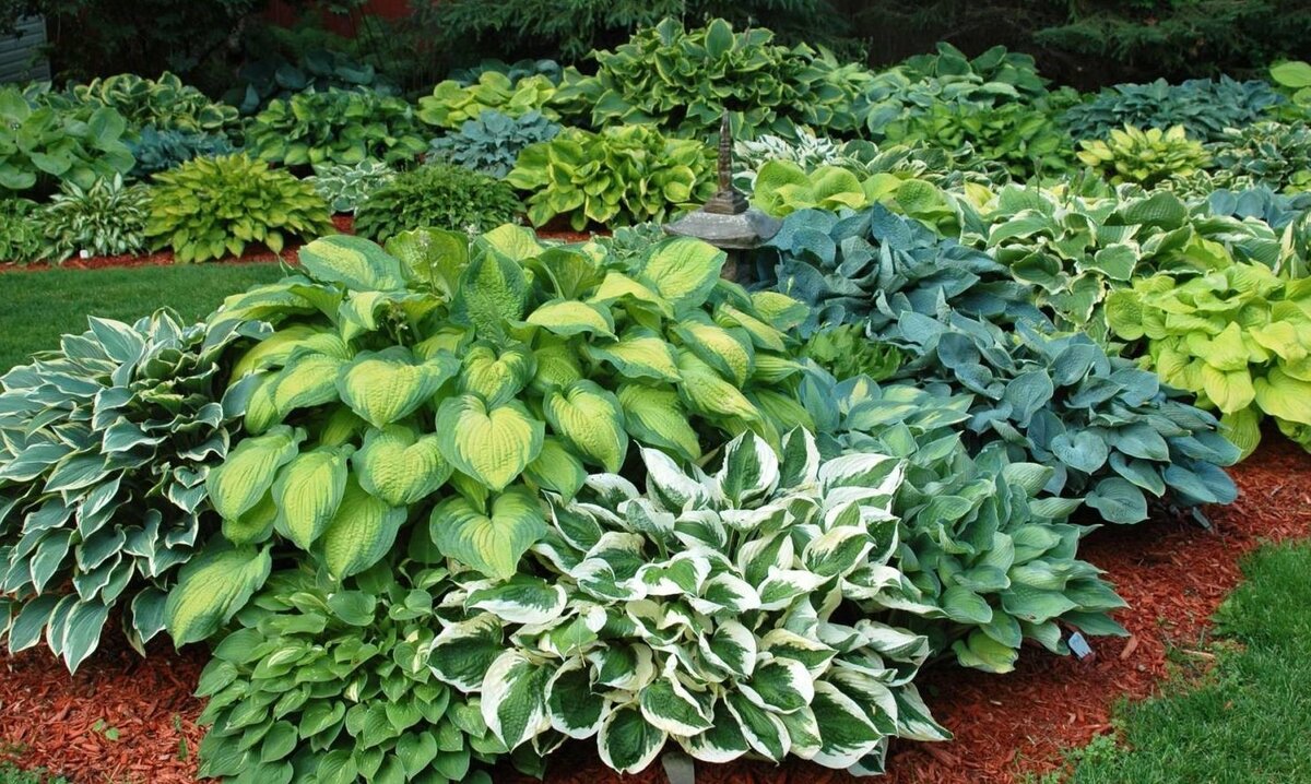 Топовые сорта хост, которые зажигают клумбы красками