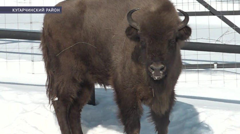 ����� ������� �������� ������ � ������������� ������