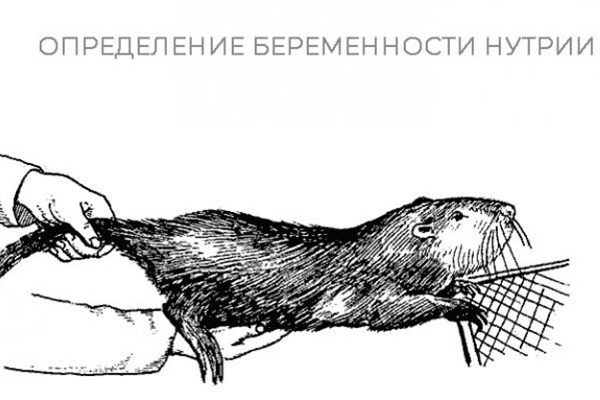 Как правильно ухаживать за нутриями во время беременности и родов