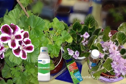 �������� �������: �������� �������� ��� ������� ����� ��� ������ ����?