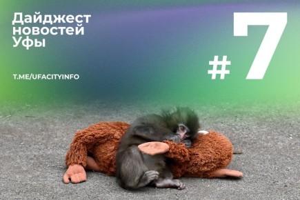 Обезьянку-сироту Панча стали принимать в стае