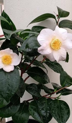 В Уфе расцвёл символ Дома Коко Шанель