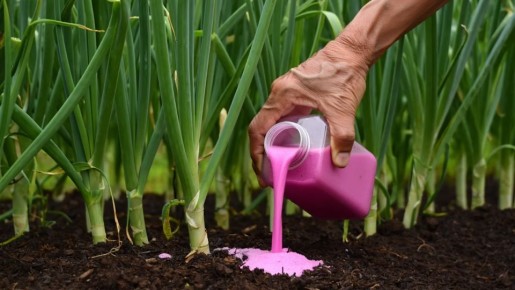 ��� �������� �������� ����: ������� �������� ���������