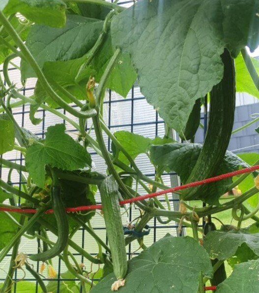 ��� ��������� ������ ��� ����������� ������� � �����