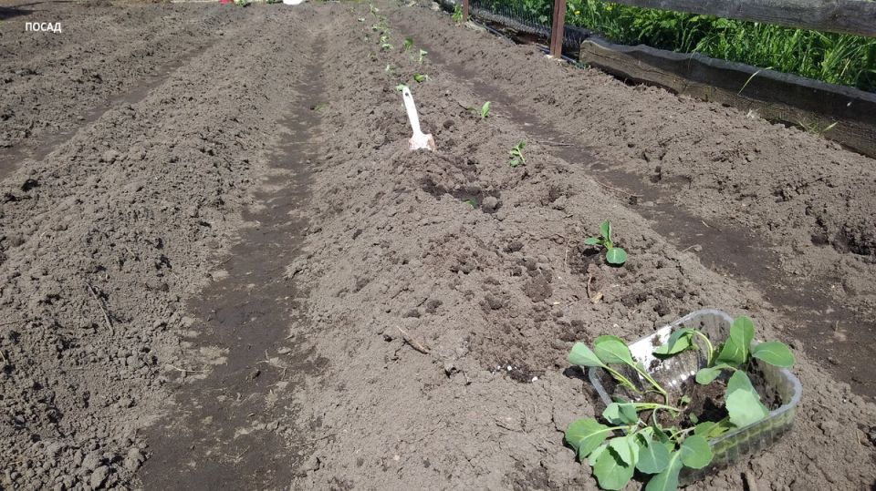 Секреты успешной пересадки капустной рассады: выбираем идеальный день