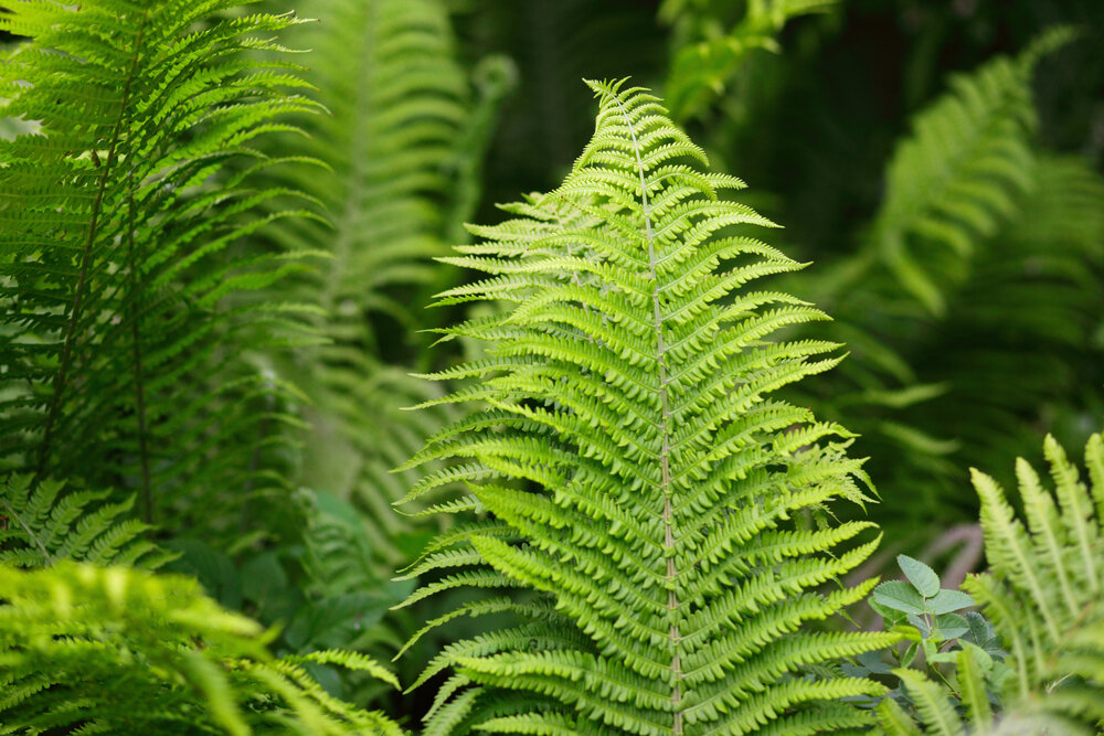Создайте уникальное удобрение из папоротника для вашей рассады