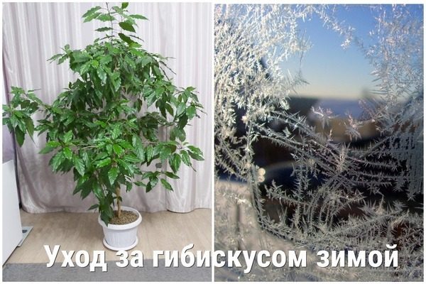 Уход за китайским гибискусом в зимний период: ключевые аспекты