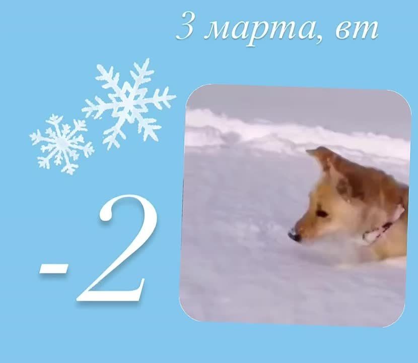 ������ ������� ����