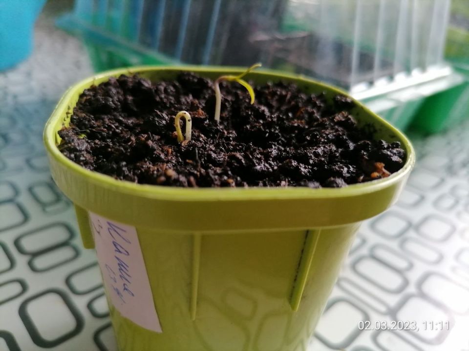 ��� ��������� ����������� ������ ����� � �������: �������� ������