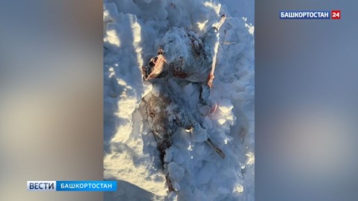 � ������������� ������ ������������� ���������� ������� ��������� ����������, ������������� ������