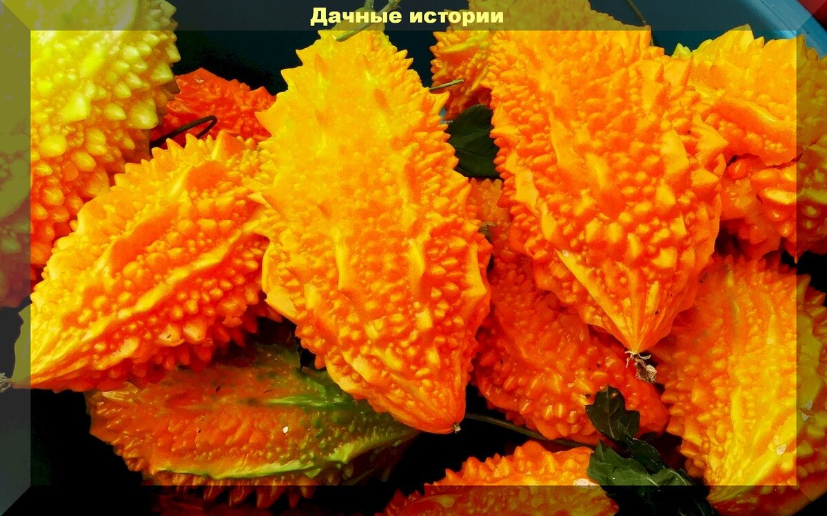 Момордика: как вырастить экзотическую лиану и использовать ее полезные свойства