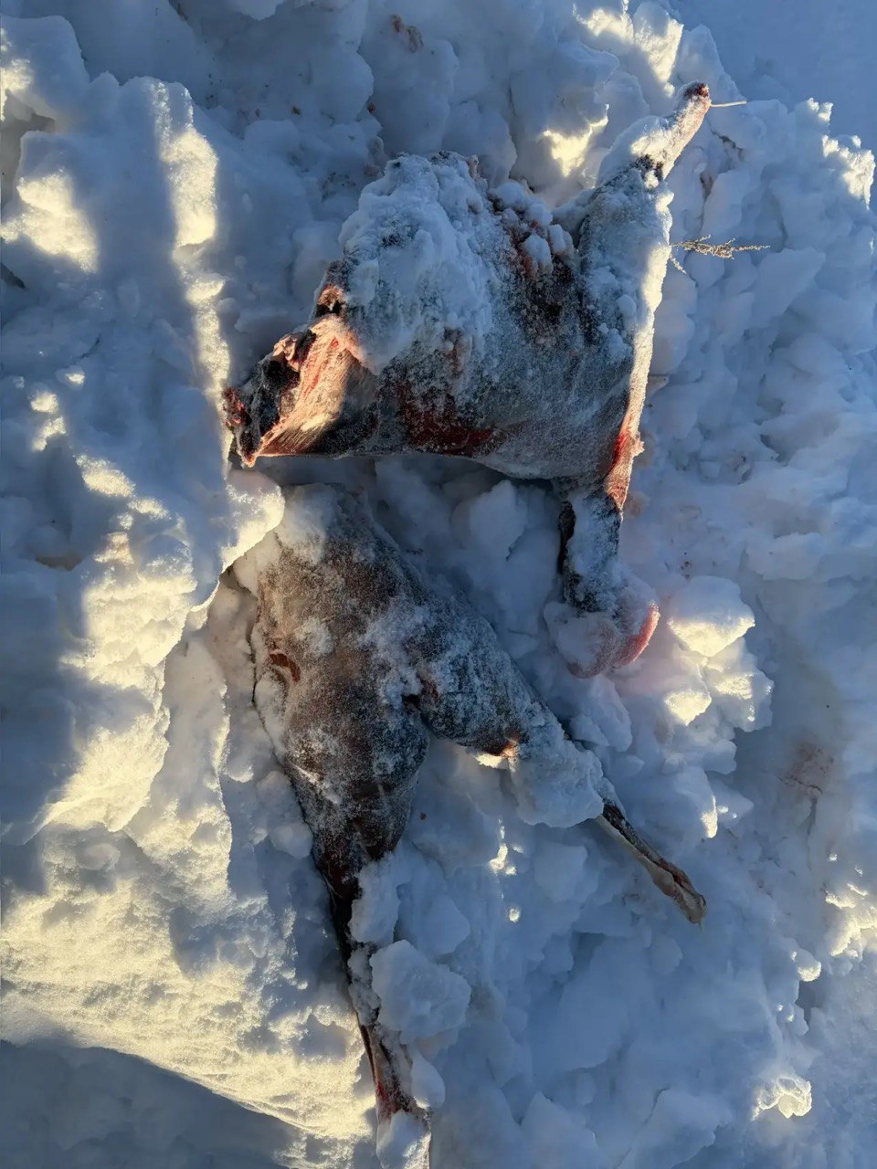 123456. В Хайбуллинском районе полицейские задержали мужчину, который занимался незаконной охотой 123456. В Хайбуллинском районе полицейские задержали мужчину, который занимался незаконной охотой