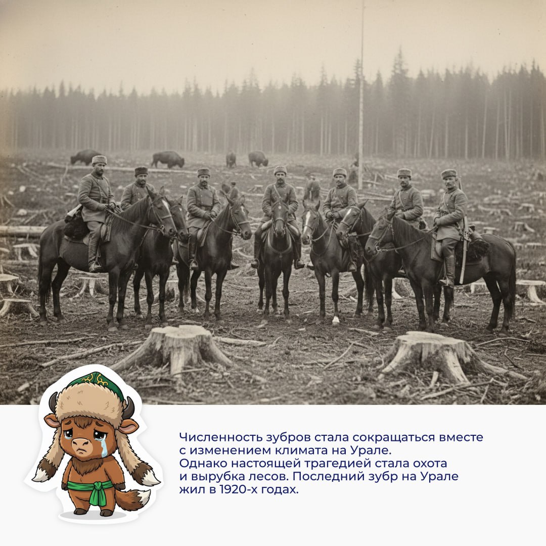 Познакомьтесь с Зубрёнком по имени Мгбай Познакомьтесь с Зубрёнком по имени Мгбай