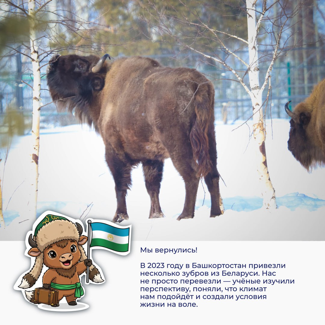 Познакомьтесь с Зубрёнком по имени Мгбай Познакомьтесь с Зубрёнком по имени Мгбай