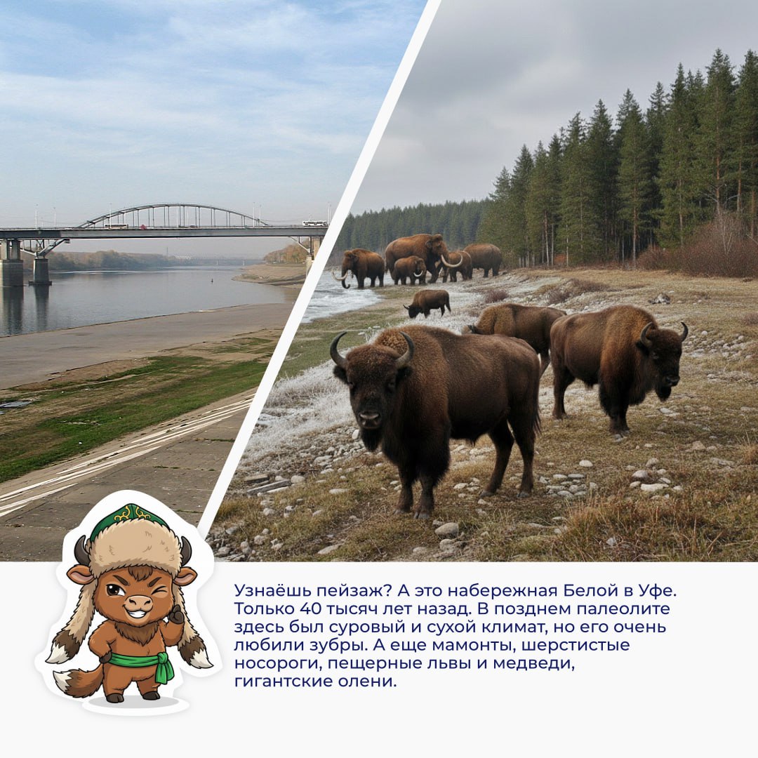 Познакомьтесь с Зубрёнком по имени Мгбай Познакомьтесь с Зубрёнком по имени Мгбай