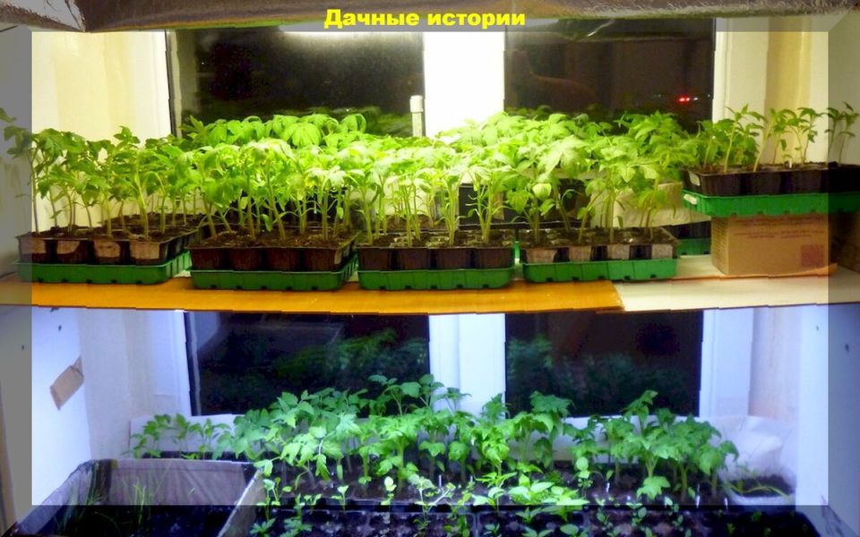 Ошибки начинающих дачников: проблемы с рассадой и их решения