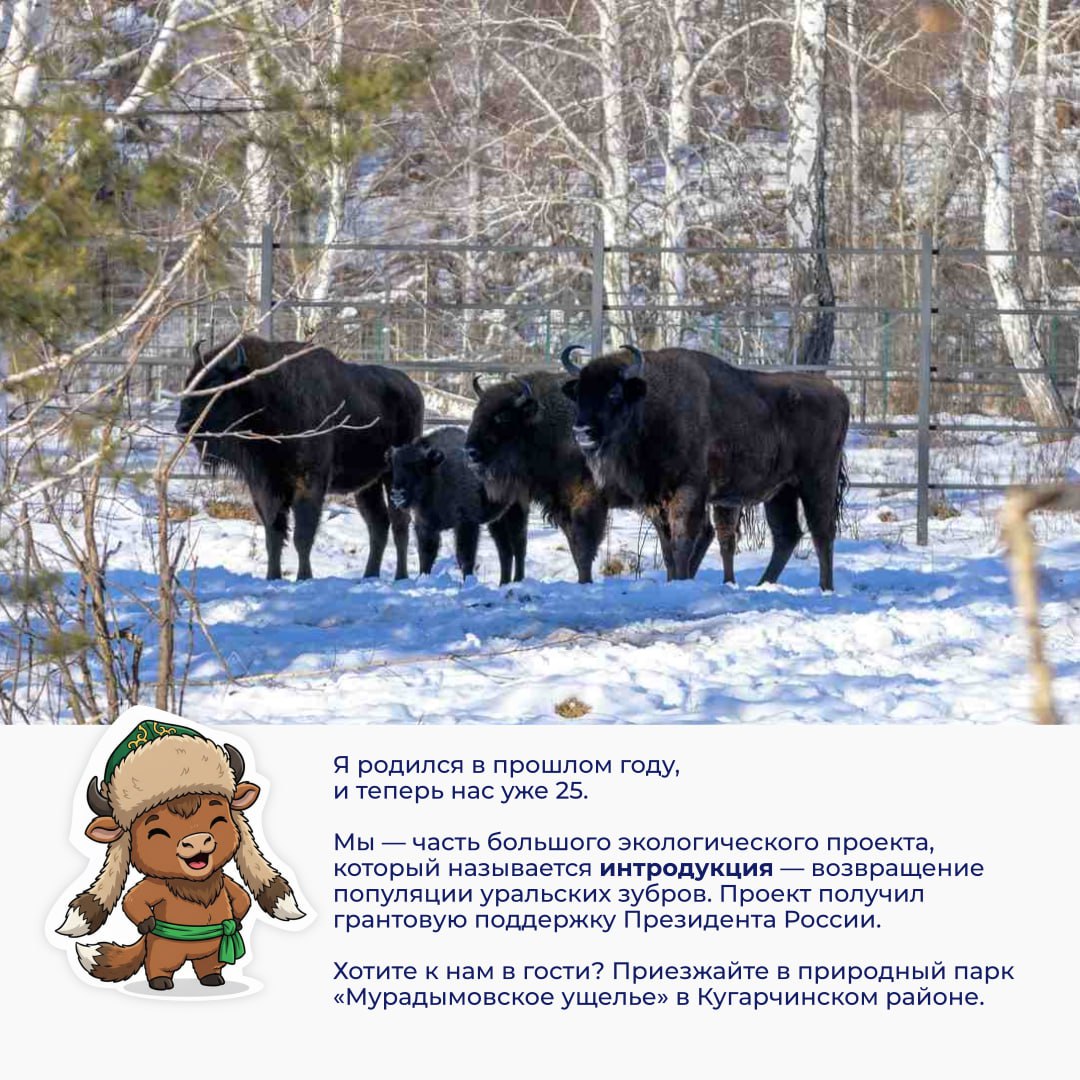 Познакомьтесь с Зубрёнком по имени Мгбай Познакомьтесь с Зубрёнком по имени Мгбай