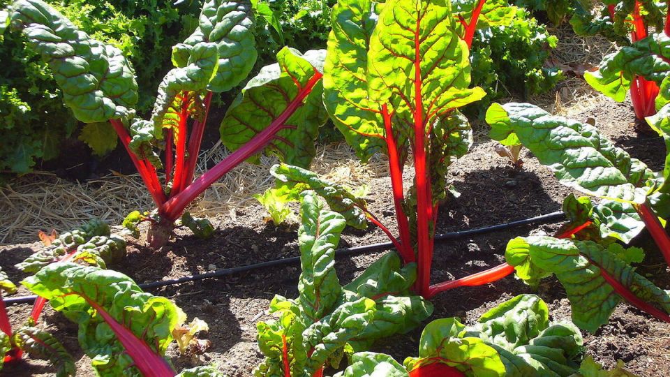 Тайны успешного урожая: как вырастить крупную свёклу на своем участке