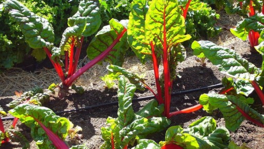 ����� ��������� ������: ��� ��������� ������� ����� �� ����� �������