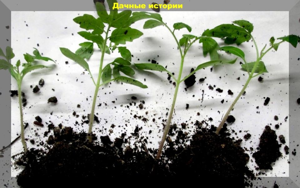 Как правильно распикировать рассаду: советы для успешного роста