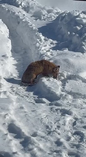 ���� ������� �� ������� ��� ����