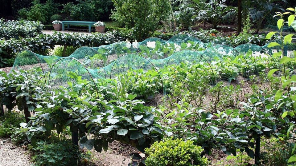 Эко-подход: как защитить свой сад от вредителей и болезней без химии