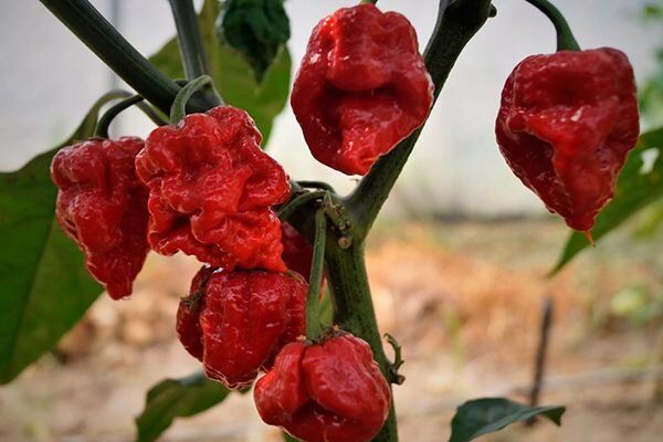 Как вырастить перец Дыхание дракона: секреты ухода и особенности