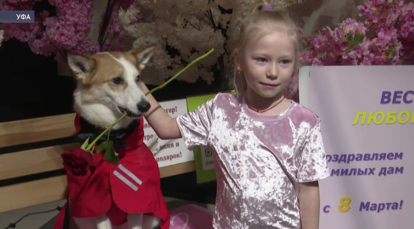Собака по кличке Лэнгер поздравила жительниц Уфы с 8 Марта