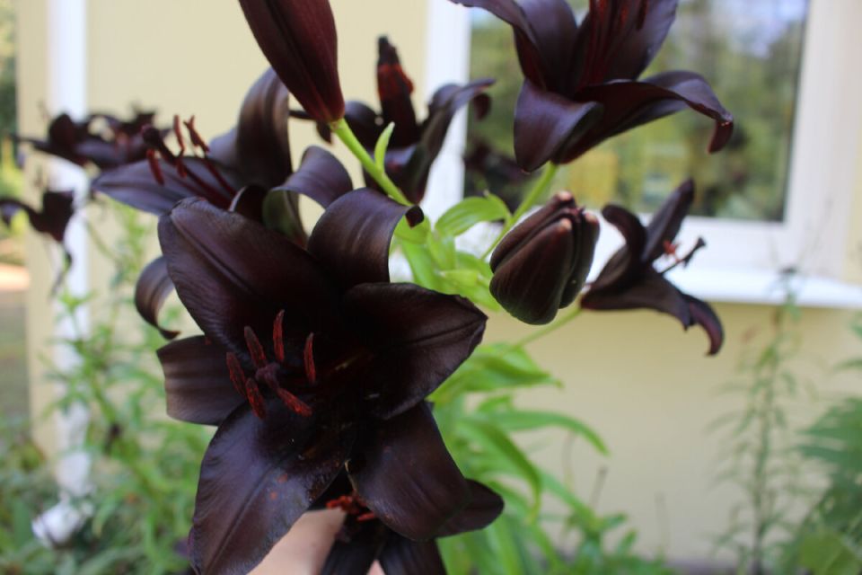 ������ ������ ����� ���������� ����� ������� � �����