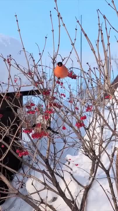 Какая весна, такие и грачи снегири