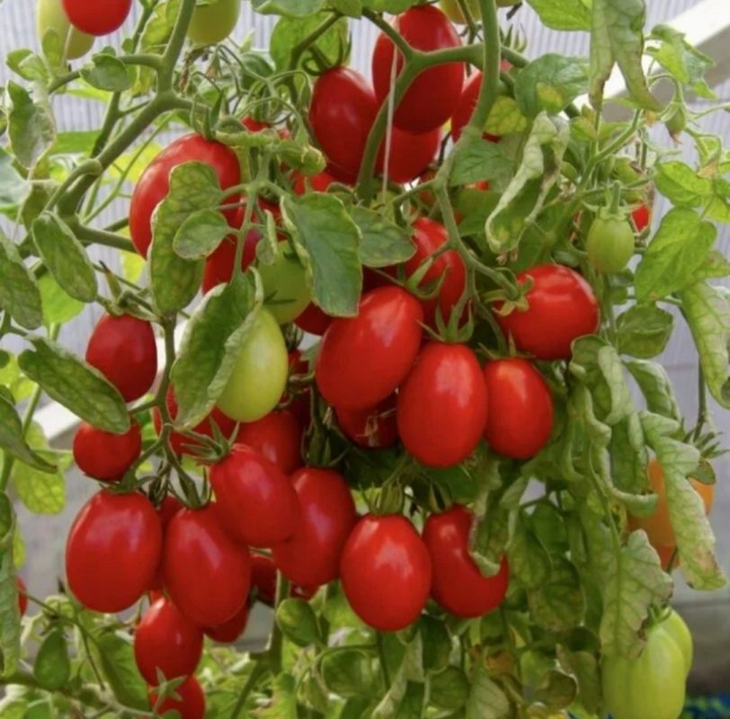 Посев томатов в начале марта: первые шаги к урожаю