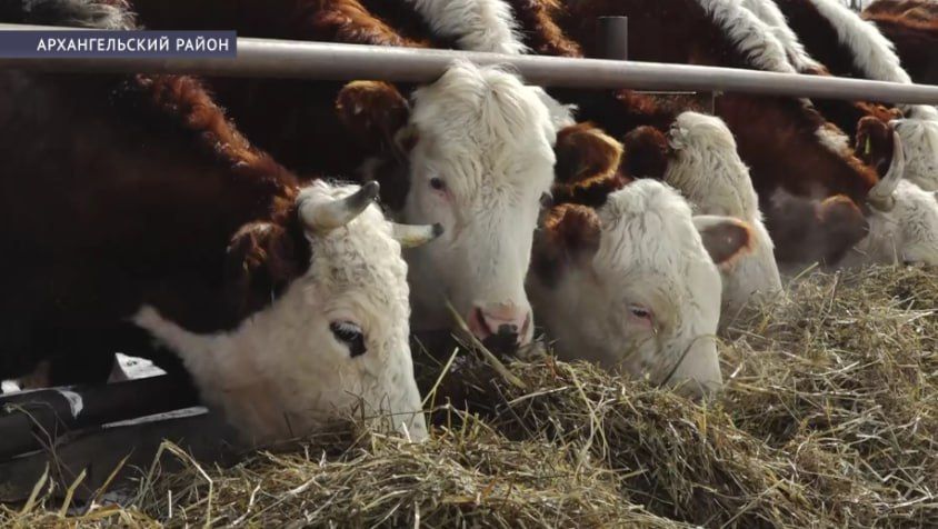 Фермер из Башкирии развивает мясное скотоводство, начатое его отцом