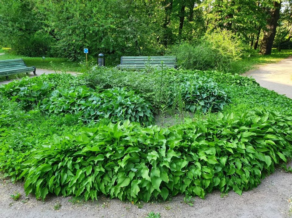 Секреты безуходного сада: растения, которые выстраиваются в очередь за вашей заботой