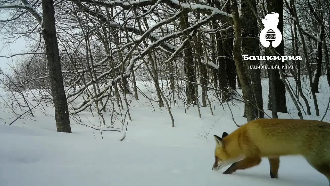 Лиса попала в фотоловушку в нацпарке «Башкирия»
