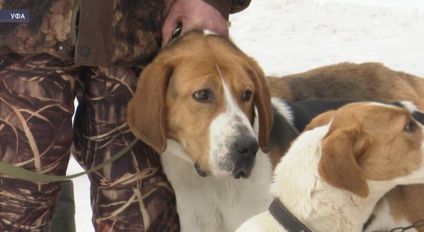 В Уфе состоялась выставка охотничьих собак