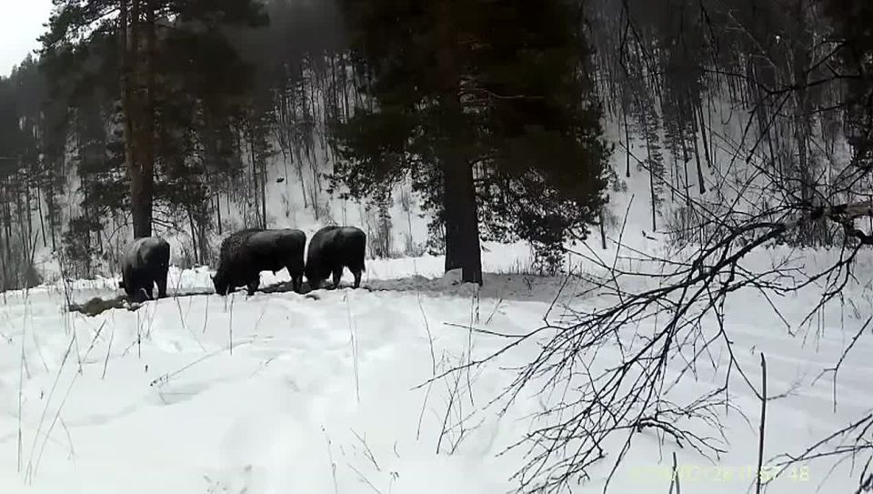 Лесной великан в кадре. Фотоловушки запечатлели краснокнижных зубров, которых восстанавливают на Южном Урале