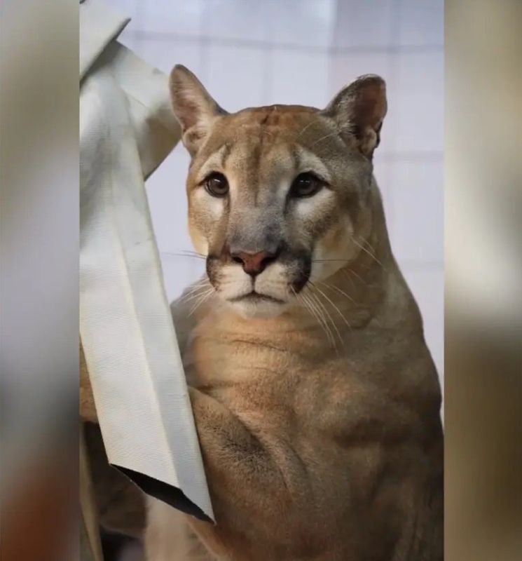 Ровно год назад в Московском зоопарке поселился Геркулес — пума, которая пять лет прожила в обычной квартире и была конфискована сотрудниками Росприроднадзора