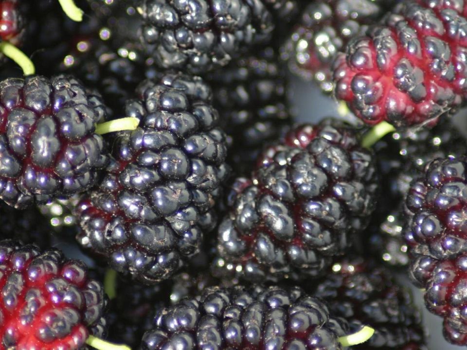 Как вырастить эффектную шелковицу в горшке: практические советы