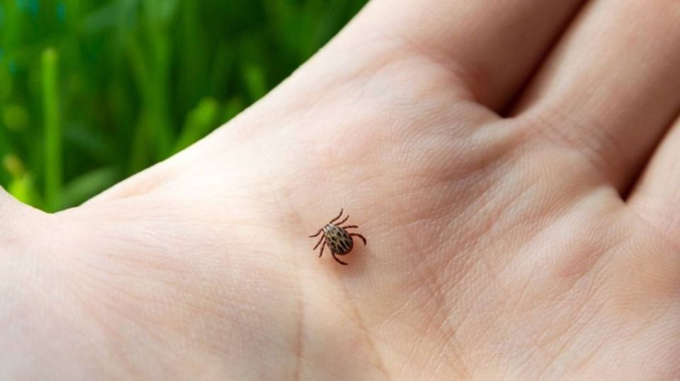 42 района Башкирии вошли в список неблагополучных по клещевому энцефалиту