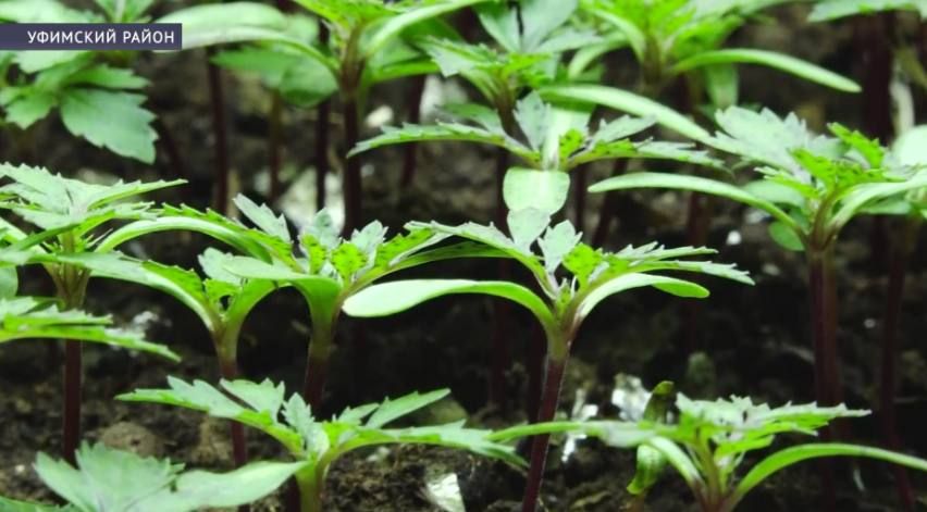 � �������� �������� ��������� � ������ ������