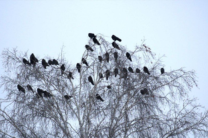 ����� �� �����. � �������� ���������� �������� ����� 200 ������