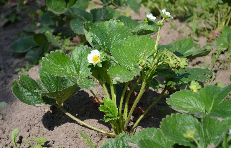 ������ �������� �� ���� ������: �������� �������