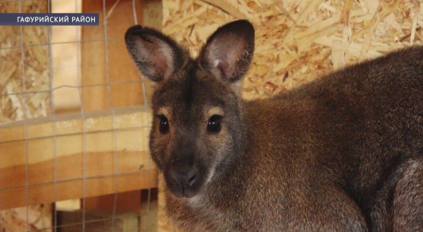 В Башкирии перезимовали единственные в регионе зебра и пара кенгуру