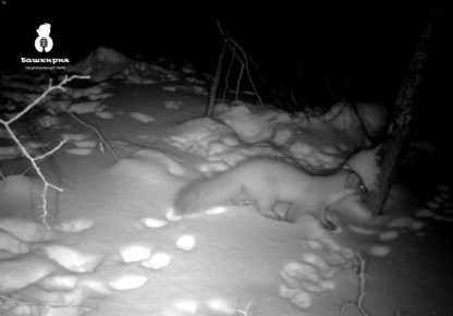 Угадайте зверя с фотоловушки в нацпарке «Башкирия»