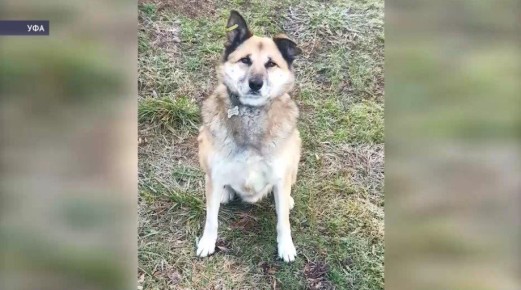 В Уфе ищут живодёра, убившего дворового пса